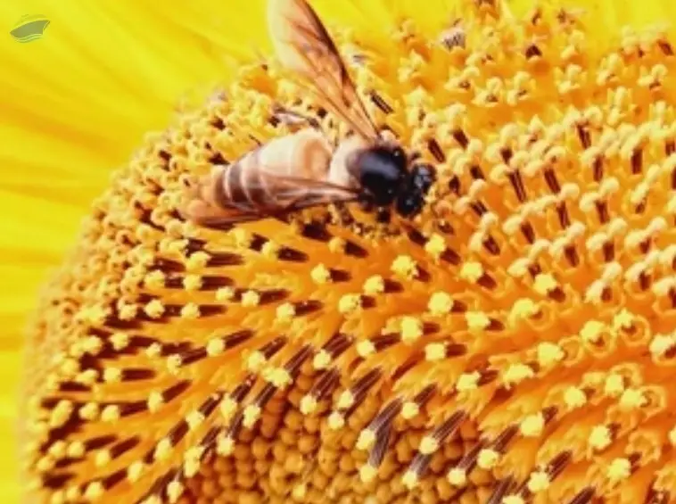 Multiflora Himalayan Honey